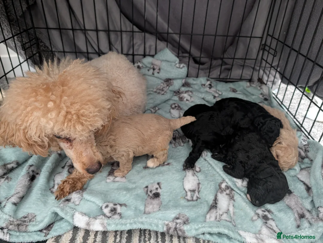 Miniature Poodle dogs for sale: Miniature poodles  - Advert 5