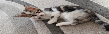 Mixed Breed Kitten 3 Girl