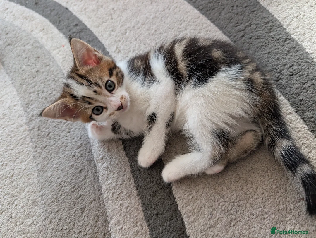Mixed Breed cats for sale: Beautiful kittens  in Southampton - Advert 19