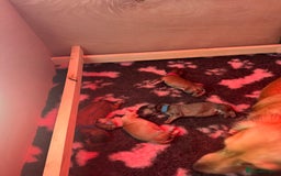 Miniature Dachshund dogs for sale: Reservation list now open! - Image 1