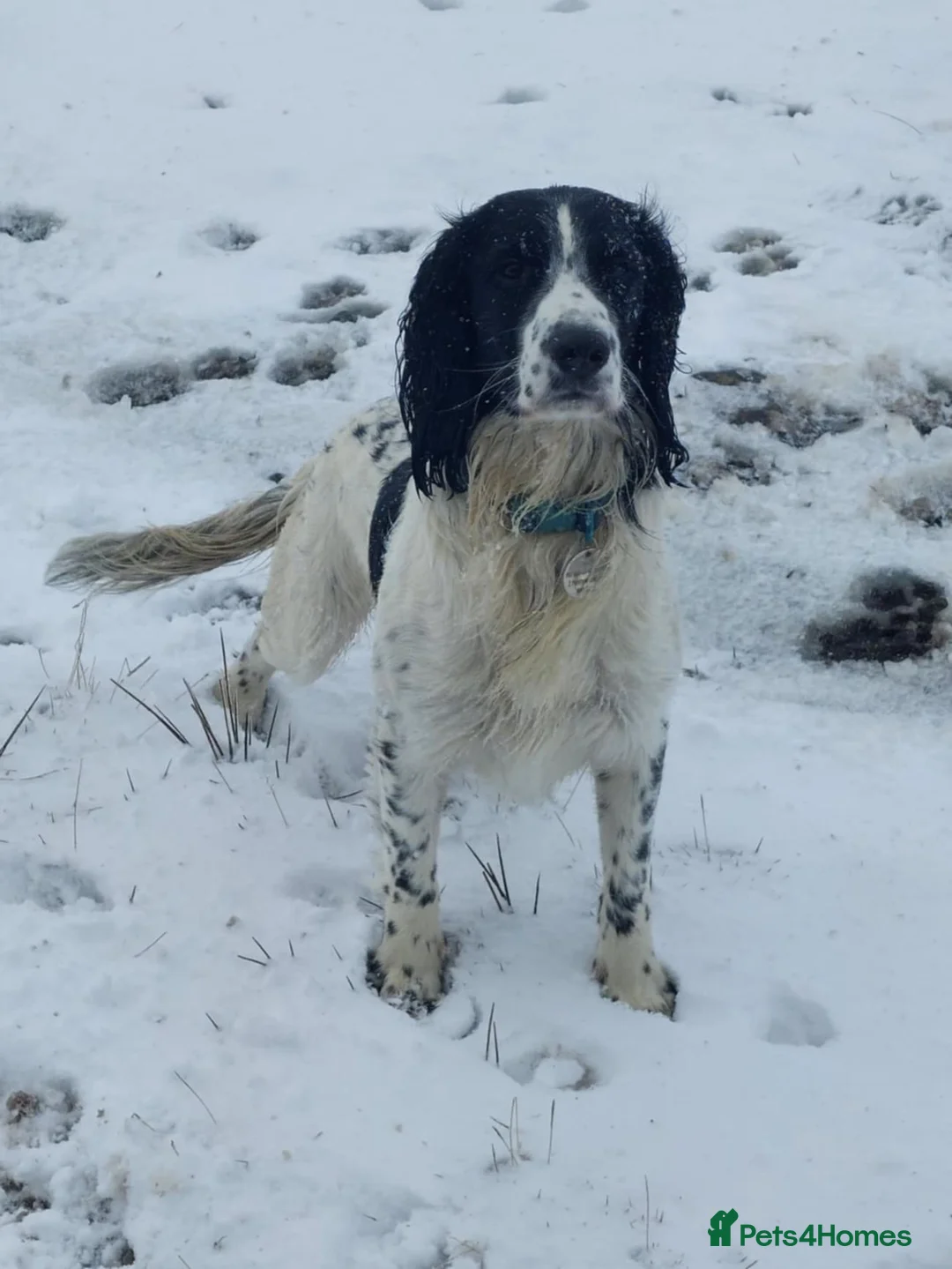 English Springer Spaniel dogs for stud: Beautiful Proven Springer Spaniel for stud. in Abertillery - Advert 12