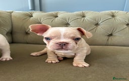 French Bulldog dogs for sale: READY TO LEAVE  KC REG RFG  FRENCHIE PUPPYS in Leicester - Image 14