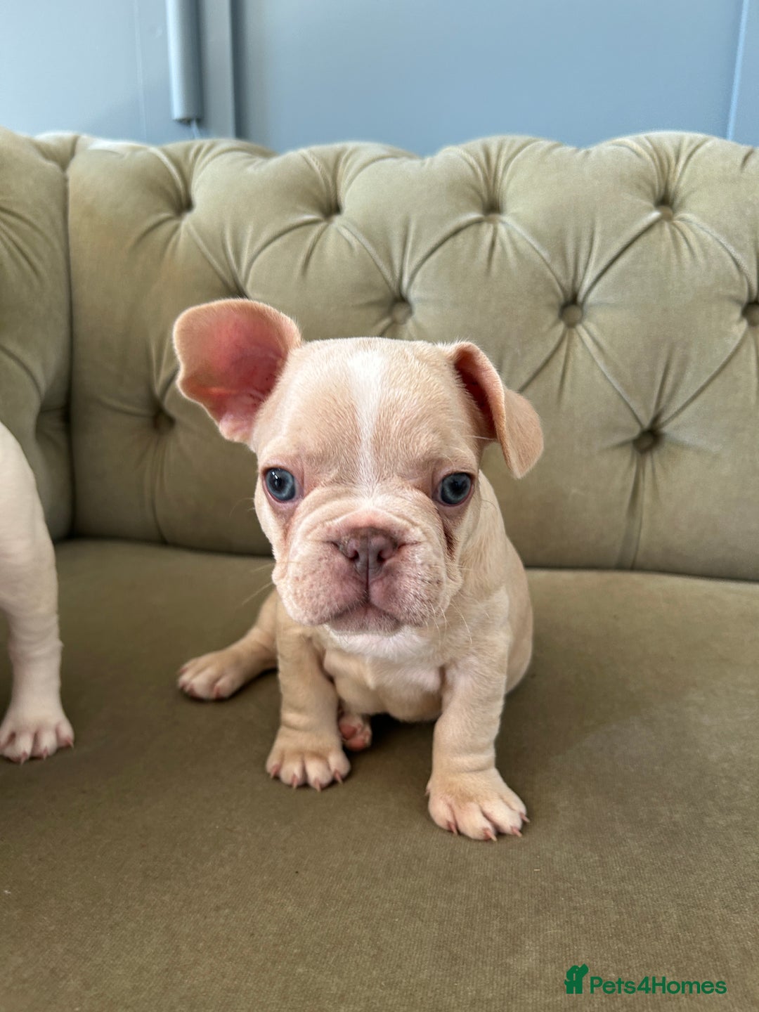 French Bulldog dogs for sale: READY TO LEAVE  KC REG RFG  FRENCHIE PUPPYS in Leicester - Image 14