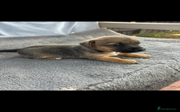 Jack Russell dogs for sale: Jack Russell puppies 2 girls left!!! in Aldershot - Image 9