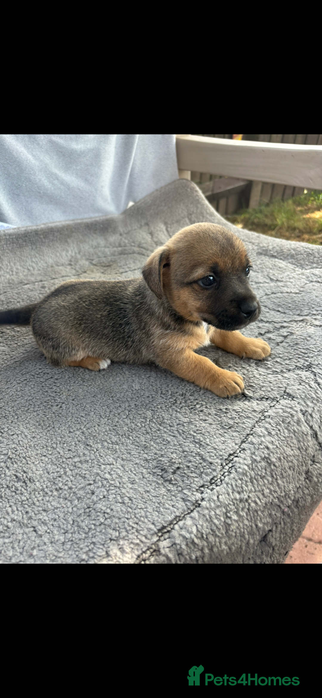 Jack Russell dogs for sale: Jack Russell puppies 2 girls left!!! in Aldershot - Image 9