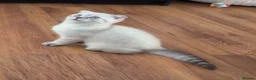 Scottish Fold cats for sale: Scottish Fold - Advert 5