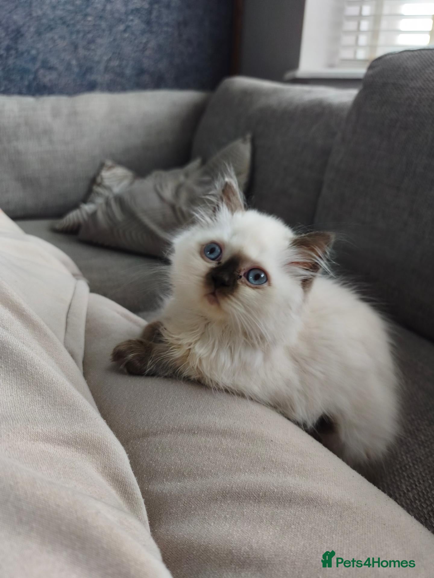 British Shorthair cats for sale: British shorthair and longhair registered gccf - Advert 15