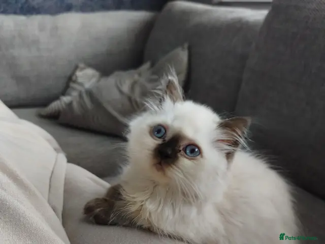 British Shorthair cats for sale: British shorthair and longhair registered gccf - Advert 15