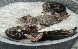 Bengal cats for sale: MARBLED & Spotted BENGALS TiCA Reg 1 kitten left  - Image 6