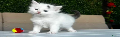 Whity