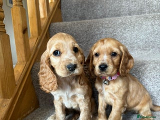 Cocker Spaniel dogs FULLY HEALTH CHECKED AND CLEARED - Advert 1