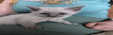 Ragdoll 2