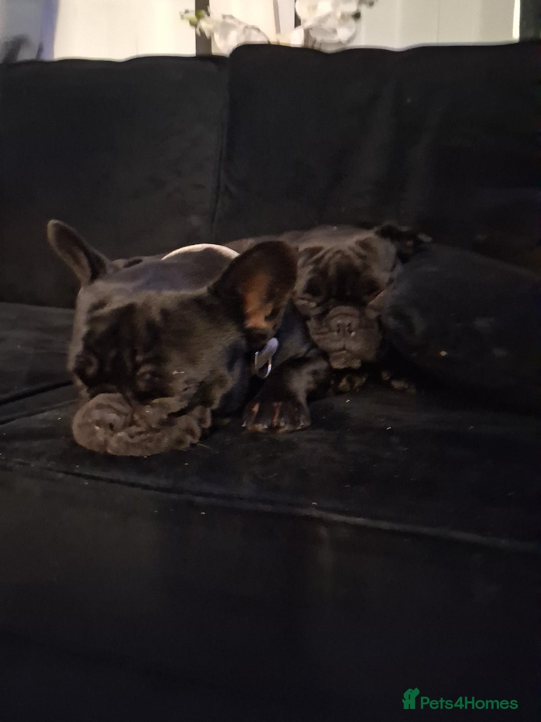 French Bulldog dogs for sale: 2x French bulldogs - Advert 5