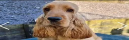 Cocker Spaniel dogs for sale: Stunning Show-Type Cocker Spaniel  - Advert 8
