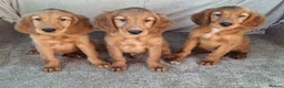 Mixed Breed dogs for sale: Gorgeous irish setter x golden retriever puppies - Advert 6