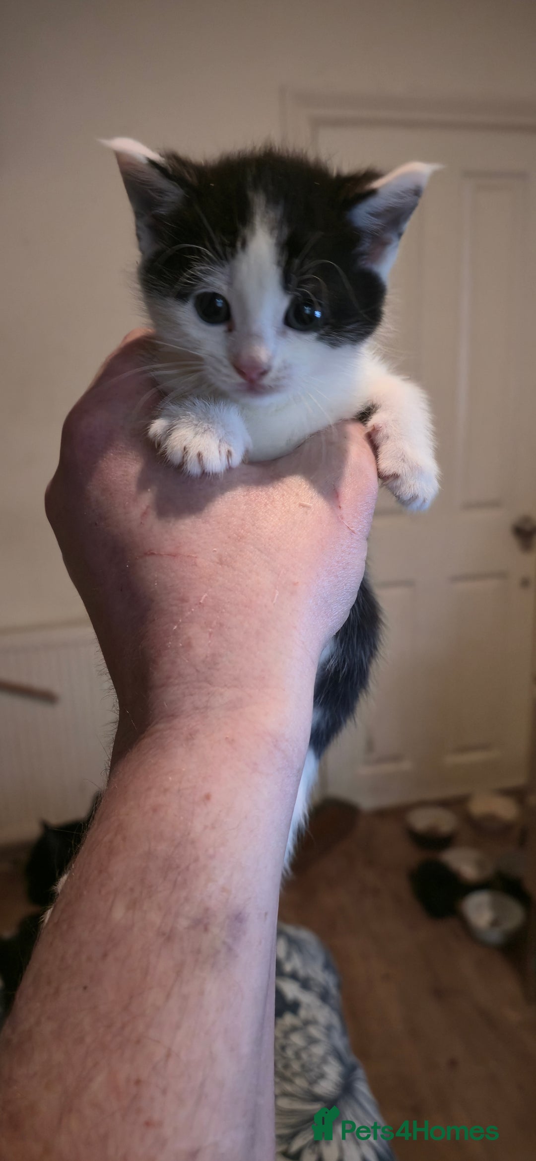 Mixed Breed cats for sale: 11 beautifull kittens ready for 14/01/2026 - Advert 8