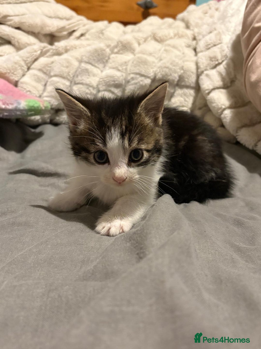 Mixed Breed cats for sale: Kittens  - Advert 3