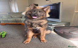 German Shepherd dogs for sale: German Shepherd 1 year old male - Image 7