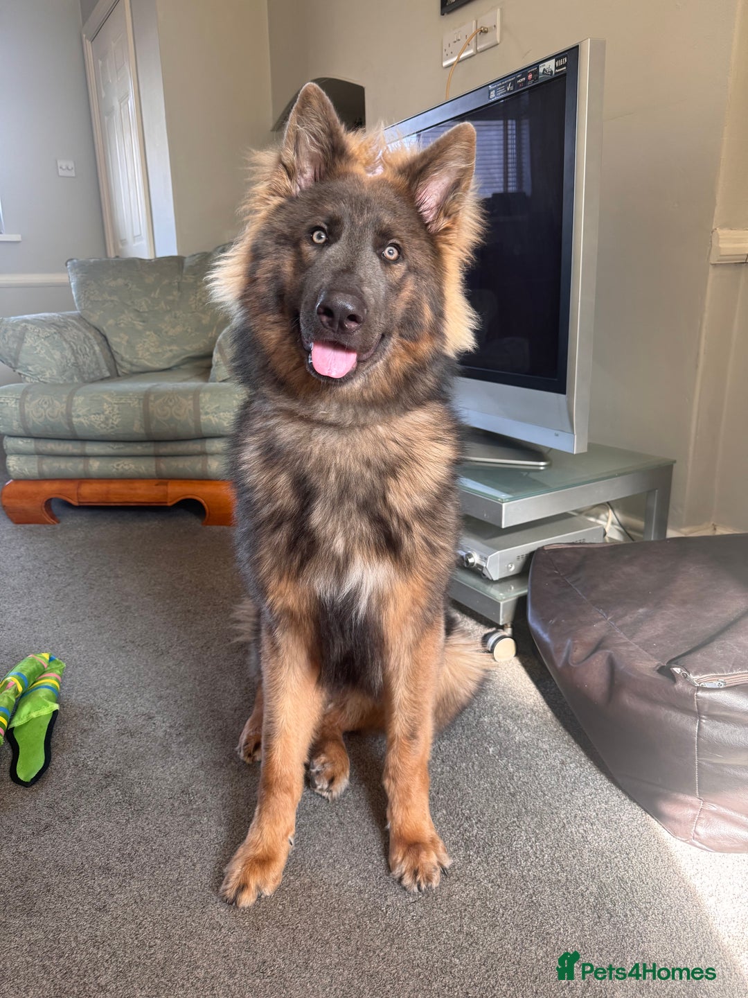 German Shepherd dogs for sale: German Shepherd 1 year old male - Image 7