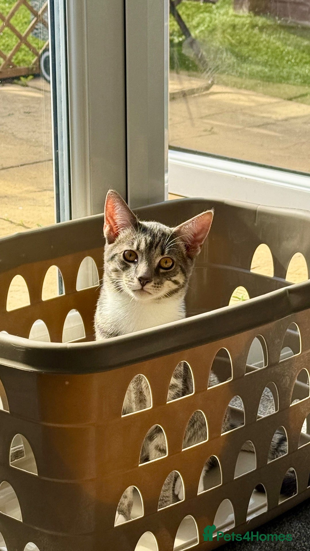 Mixed Breed cats for sale: 2 gorgeous rare ghost tabby kitty’s!  - Advert 16