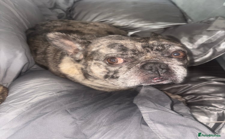 French Bulldog dogs Frenchie in need of a loving home - Advert 1
