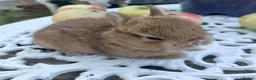 Netherland Dwarf rabbits for sale: NEATHERLAND DWARF X BABIES - Advert 1