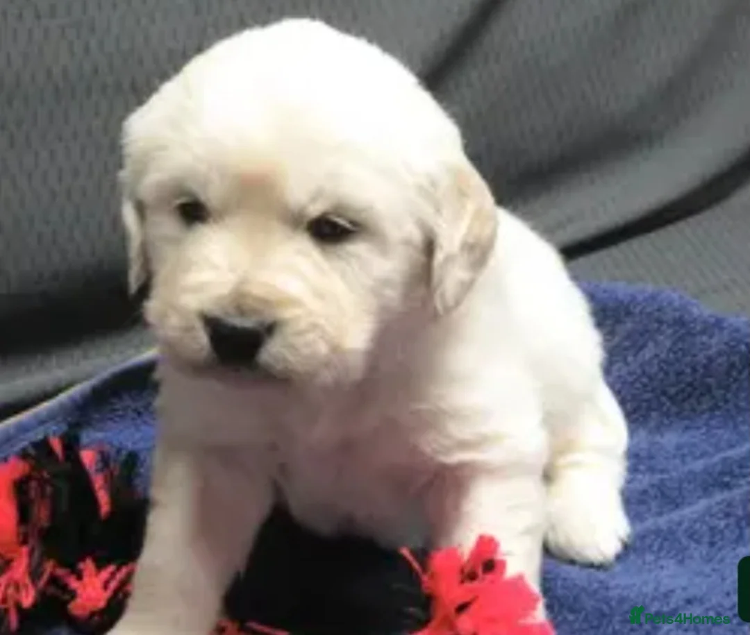 Golden Retriever dogs for sale: Beautiful golden retriever puppies  - Advert 8