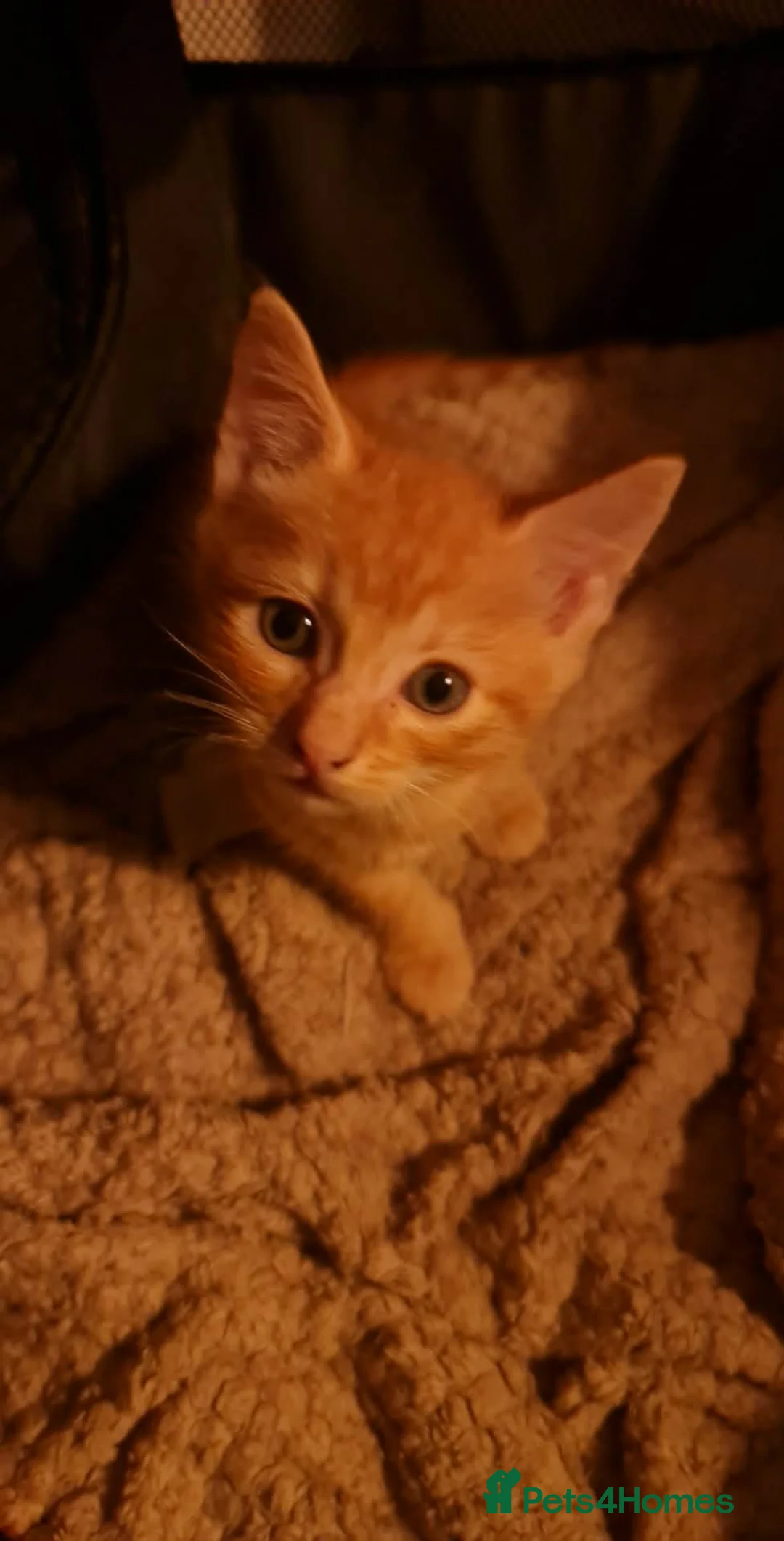 Mixed Breed cats for sale: 3 male kittens  - Advert 3