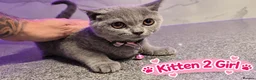 British Shorthair cats for sale: 🐾 Beautiful British Blue Kittens Available! 🐾💙 - Advert 21