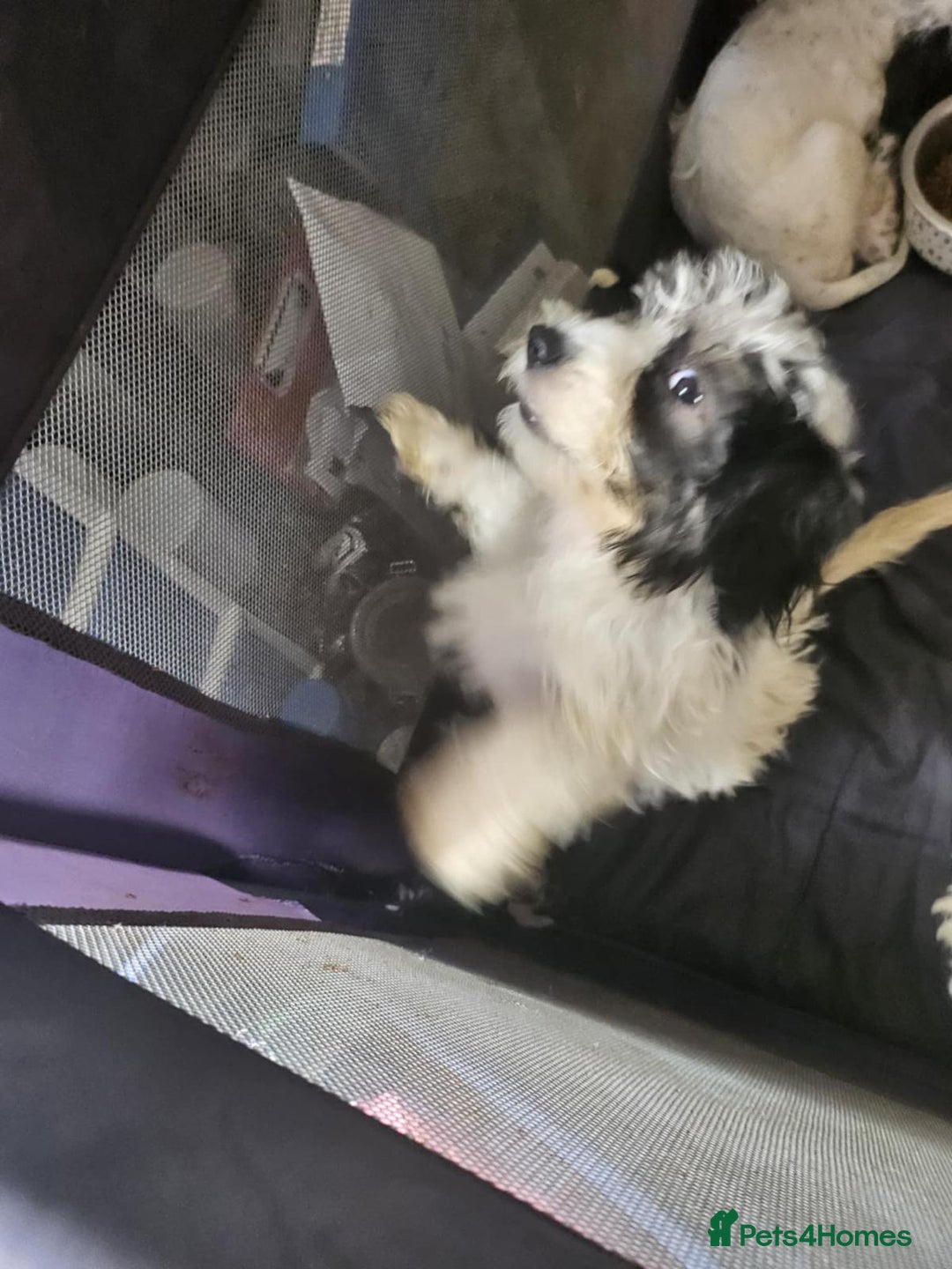 Mixed Breed dogs for sale: Rocky 11 weeks  - Image 3
