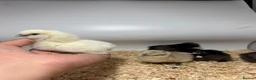 Chickens poultry for sale: 🐥🐣🥚USA Bearded silkies🐥Vorwerk🐥Brahmas🥚🐣🐥 - Advert 37