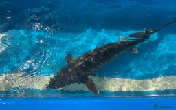 Koi Carp fish for sale: Various koi carp for sale  - Image 18