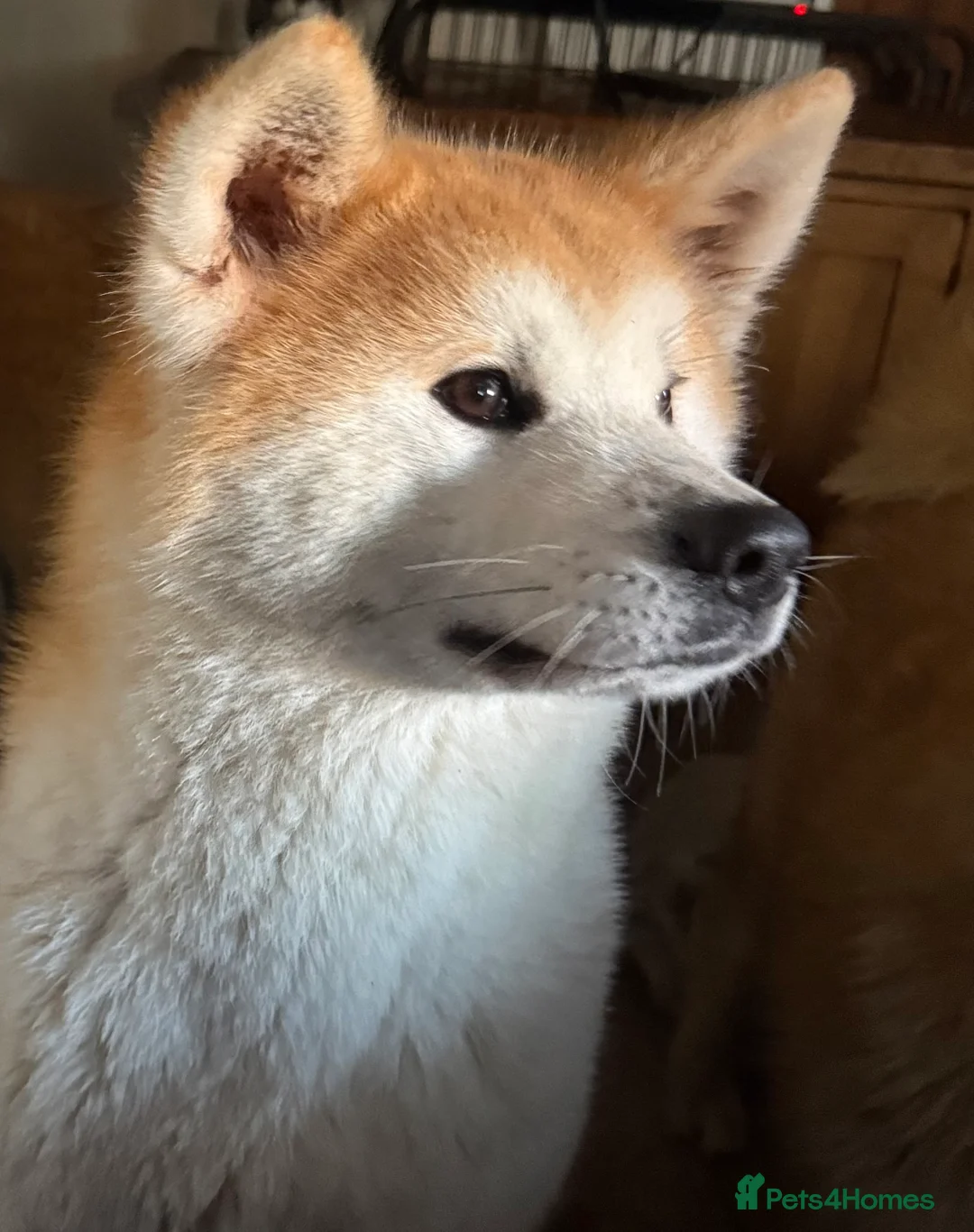 Japanese Akita Inu dogs for sale: Stunning female  - Advert 5