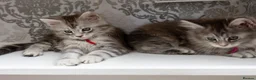 Maine Coon cats for sale: GCCF kittens champion line & outstanding pedigree - Advert 9