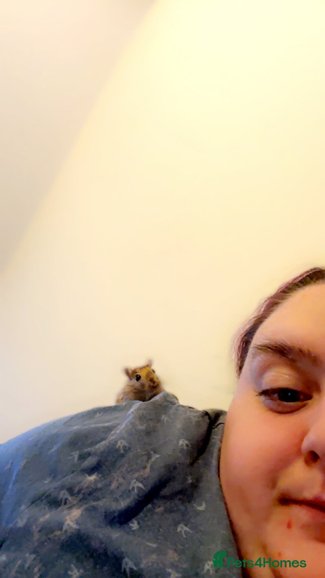 Gerbil rodents for sale: 2male gerbils  - Image 3