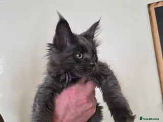 Maine Coon cats Mainecoon kittens in Plymouth - Advert 1