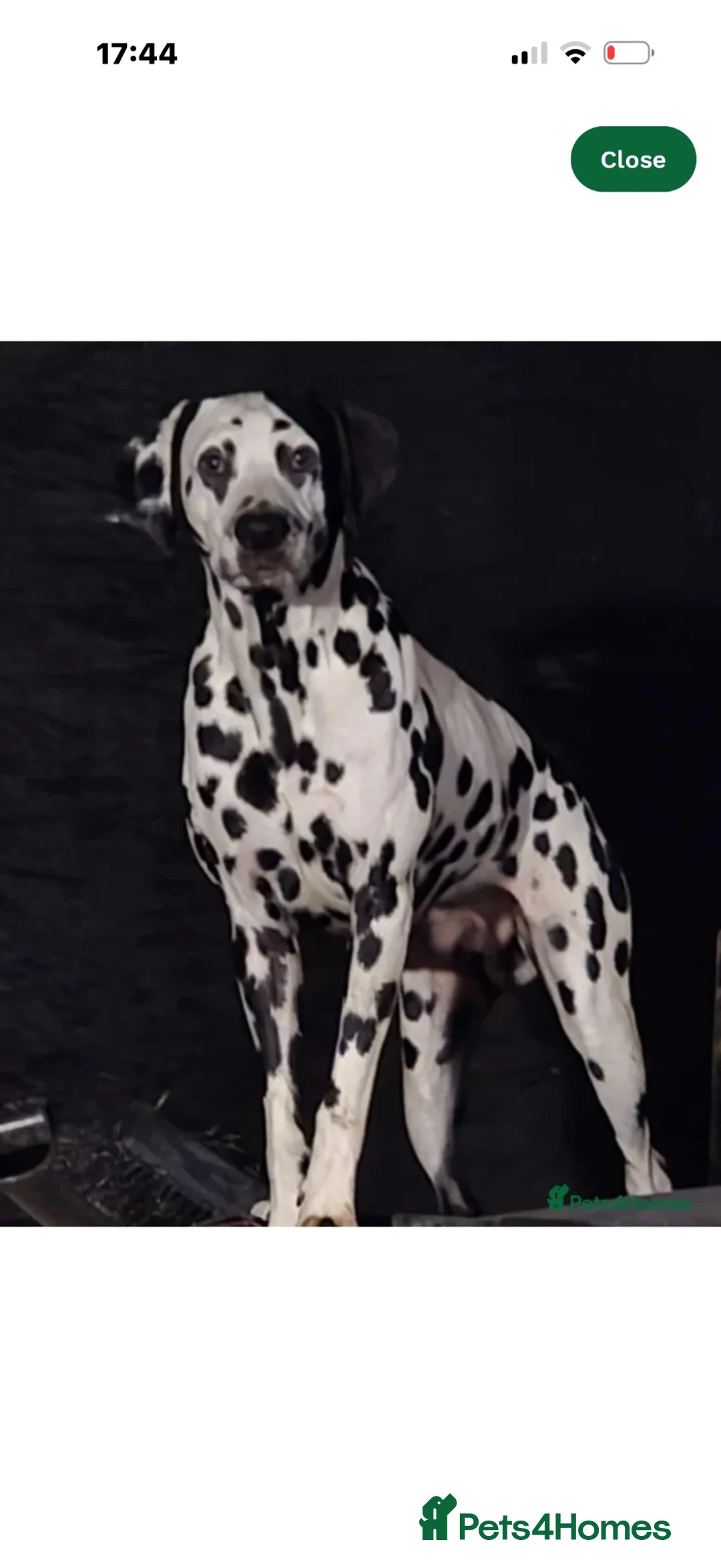 Dalmatian dogs for sale: 🐾 Dalmatians due soon 🐾  - Advert 3