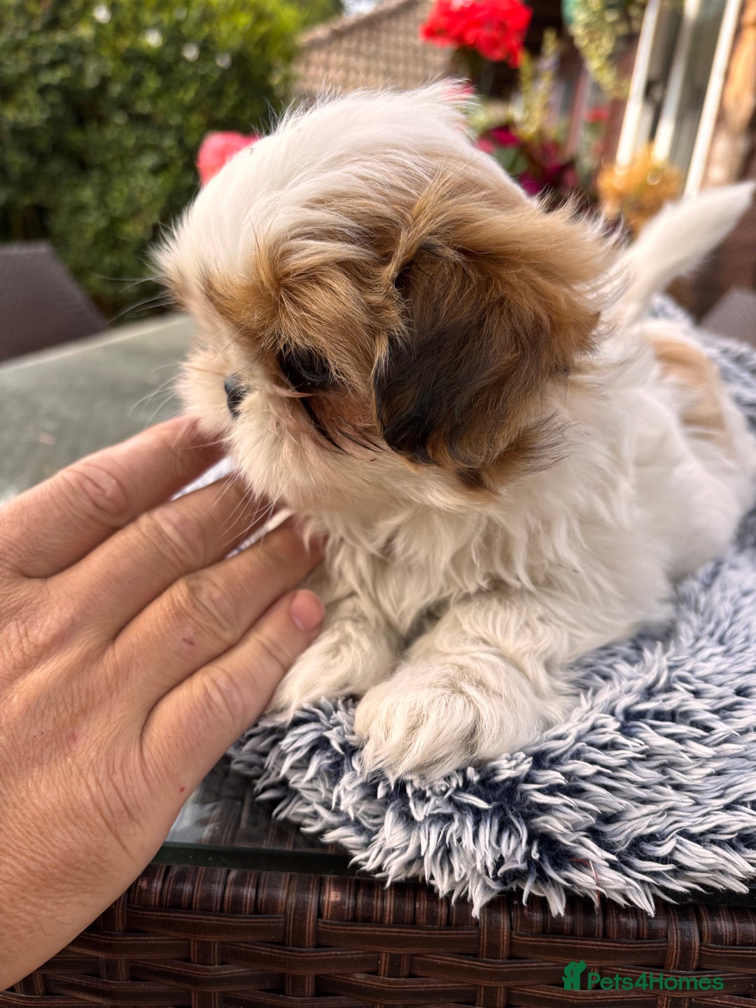 Shih Tzu dogs for sale: Stunning shih tzu babies - Image 6