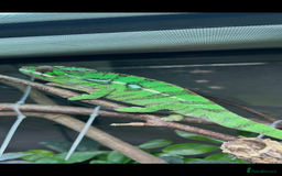 Chameleon reptiles for sale: Nosy Mitsio Panther Chameleon.  - Image 3