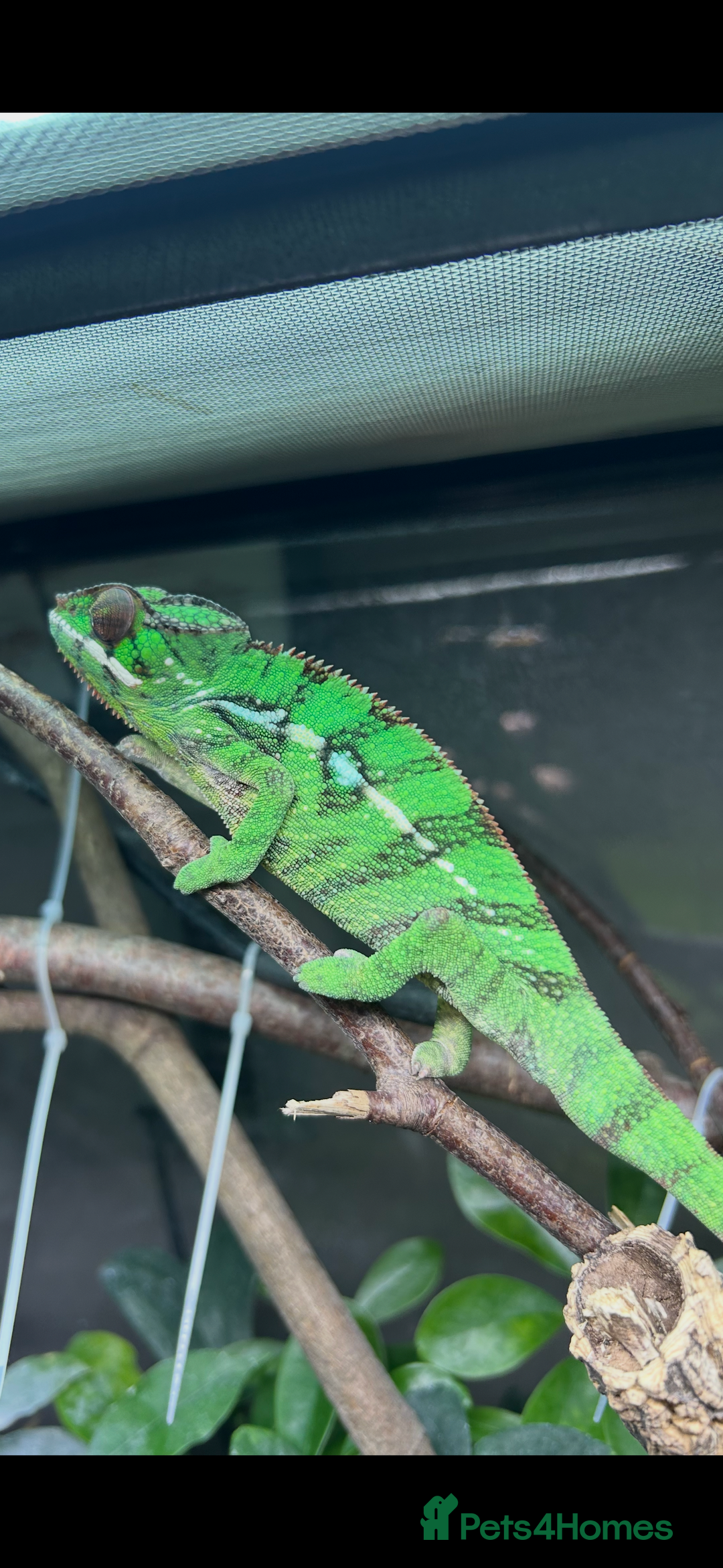 Chameleon reptiles for sale: Nosy Mitsio Panther Chameleon.  - Image 3