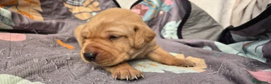 Labrador Retriever Puppy 2 Orange