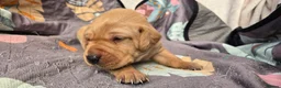 Labrador Retriever dogs for sale: Fox red labrador puppies KC Registered - Advert 19