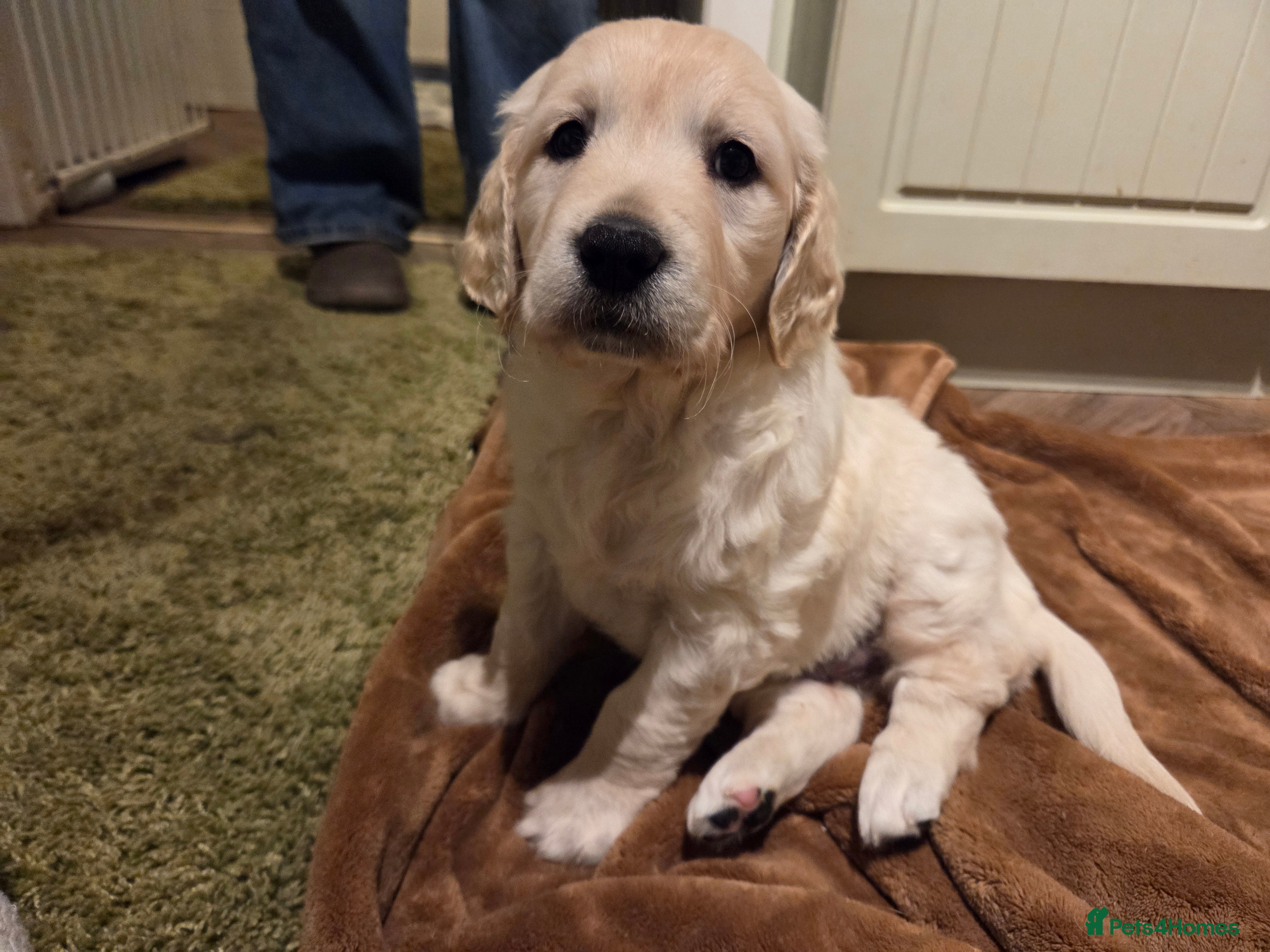 Golden Retriever dogs Bundles of Joy and Fluff - Advert 2