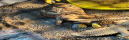 Tortoise reptiles for sale: Leopard Tortoise  - Advert 8