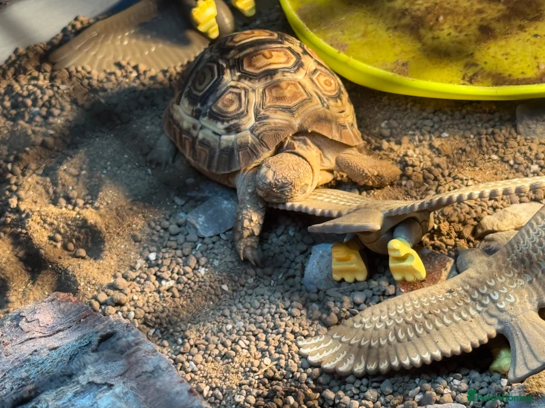 Tortoise reptiles for sale: Leopard Tortoise  - Advert 8