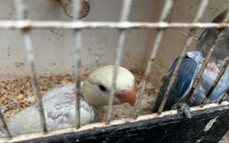 Lovebirds birds for sale: Lovebird for sale, all in good health  - Advert 10