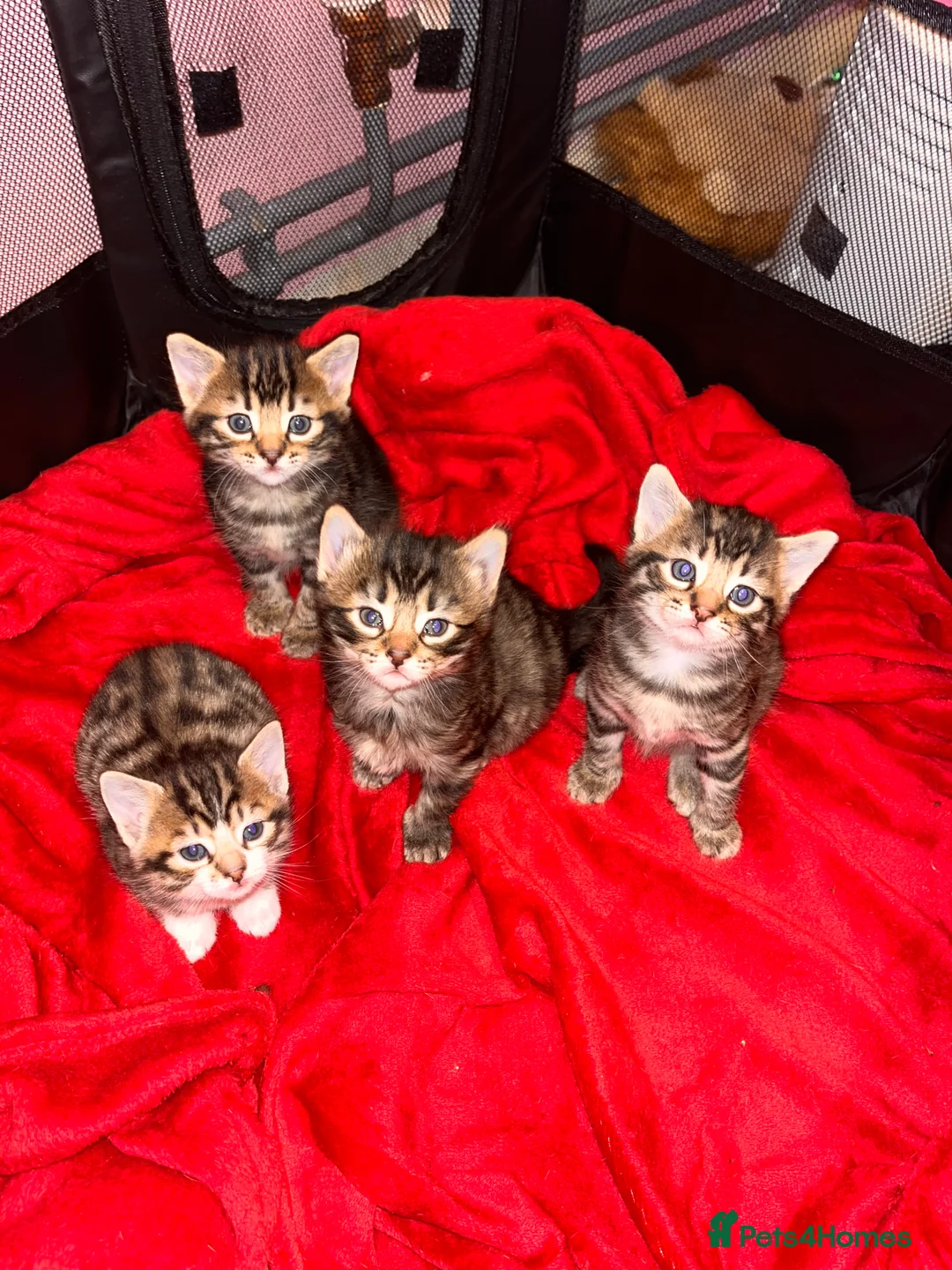 Mixed Breed cats for sale: Bengal mix kittens - Advert 5