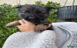 German Shepherd dogs for sale: Beautiful German Shepherd Puppies from Loving Home - Image 2