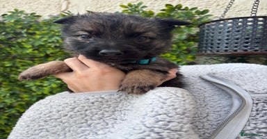 German Shepherd dogs - Advert 5