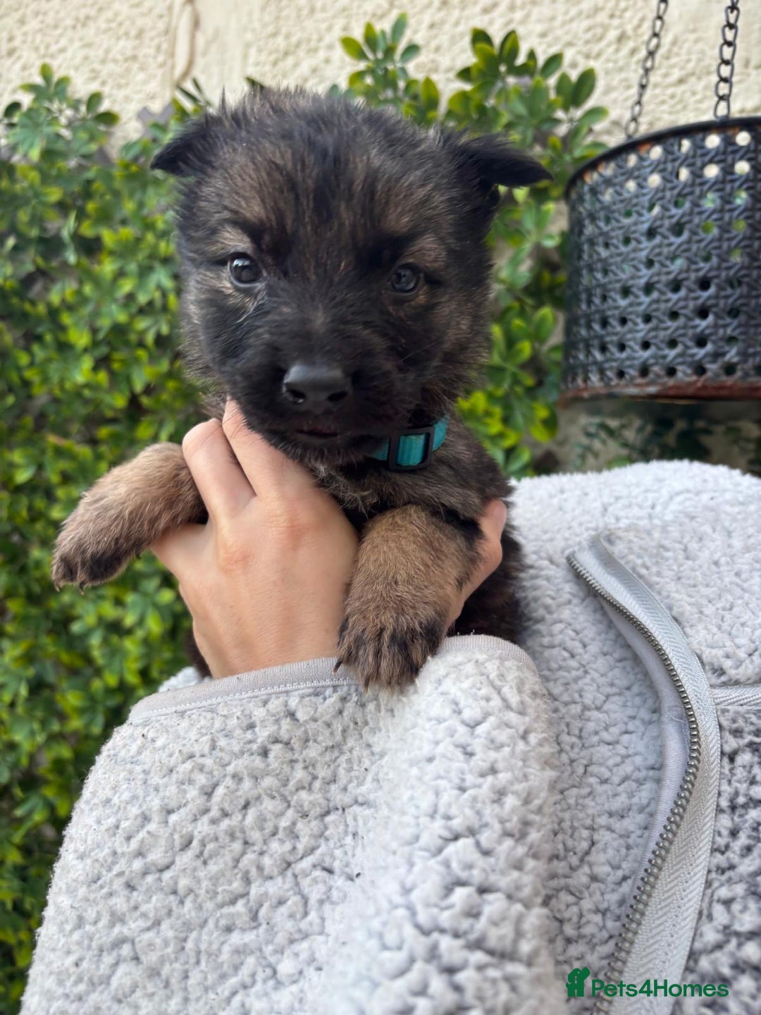 German Shepherd dogs for sale: Beautiful German Shepherd Puppies from Loving Home - Image 2